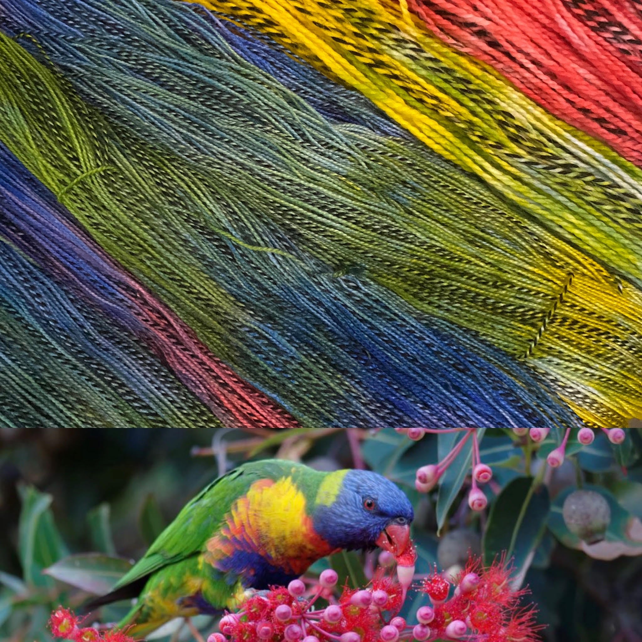 Sister Ananse Pollinator Collection: Fingering Weight