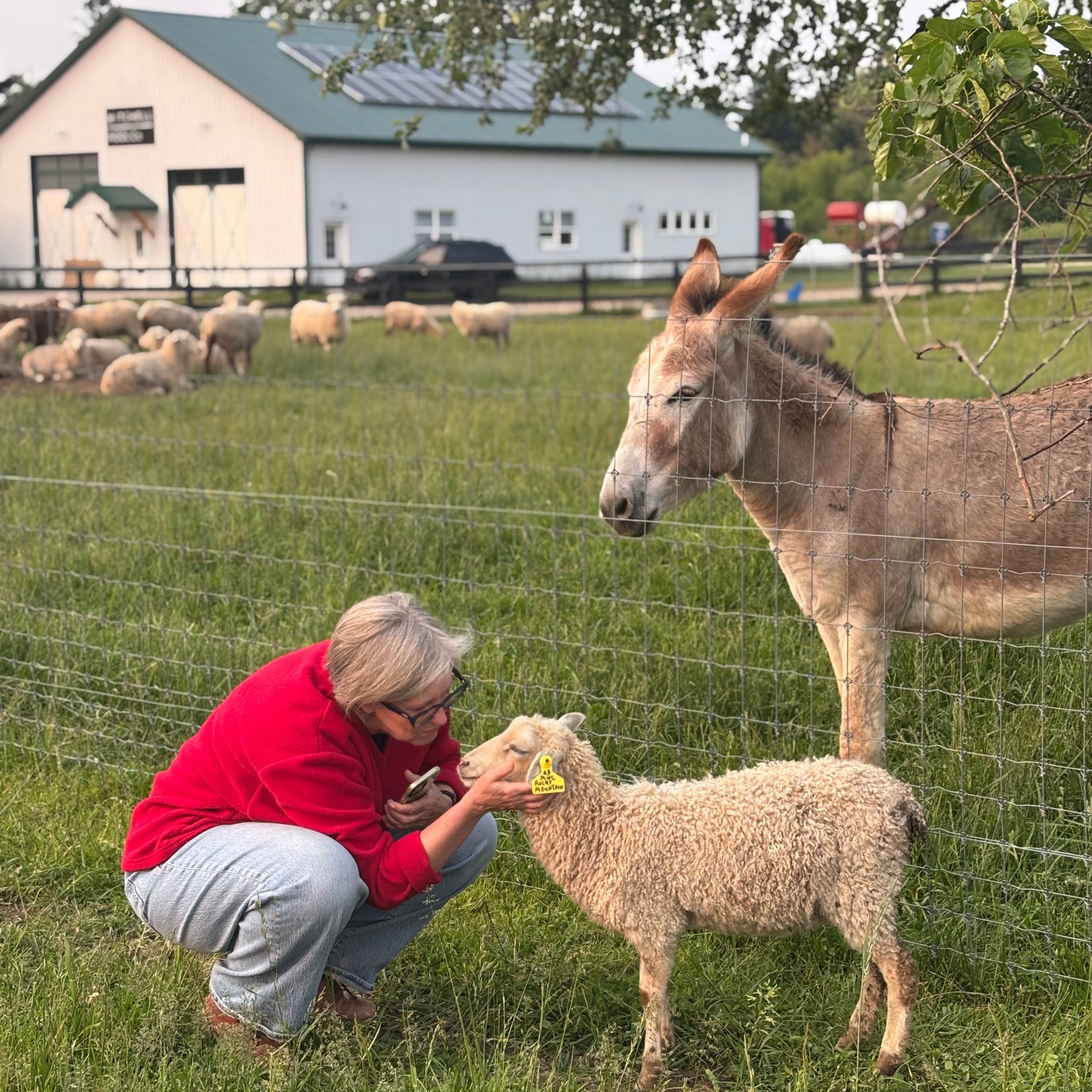 Woman in a red jacket petting a lamb with a donkey standing nearby on a farm.