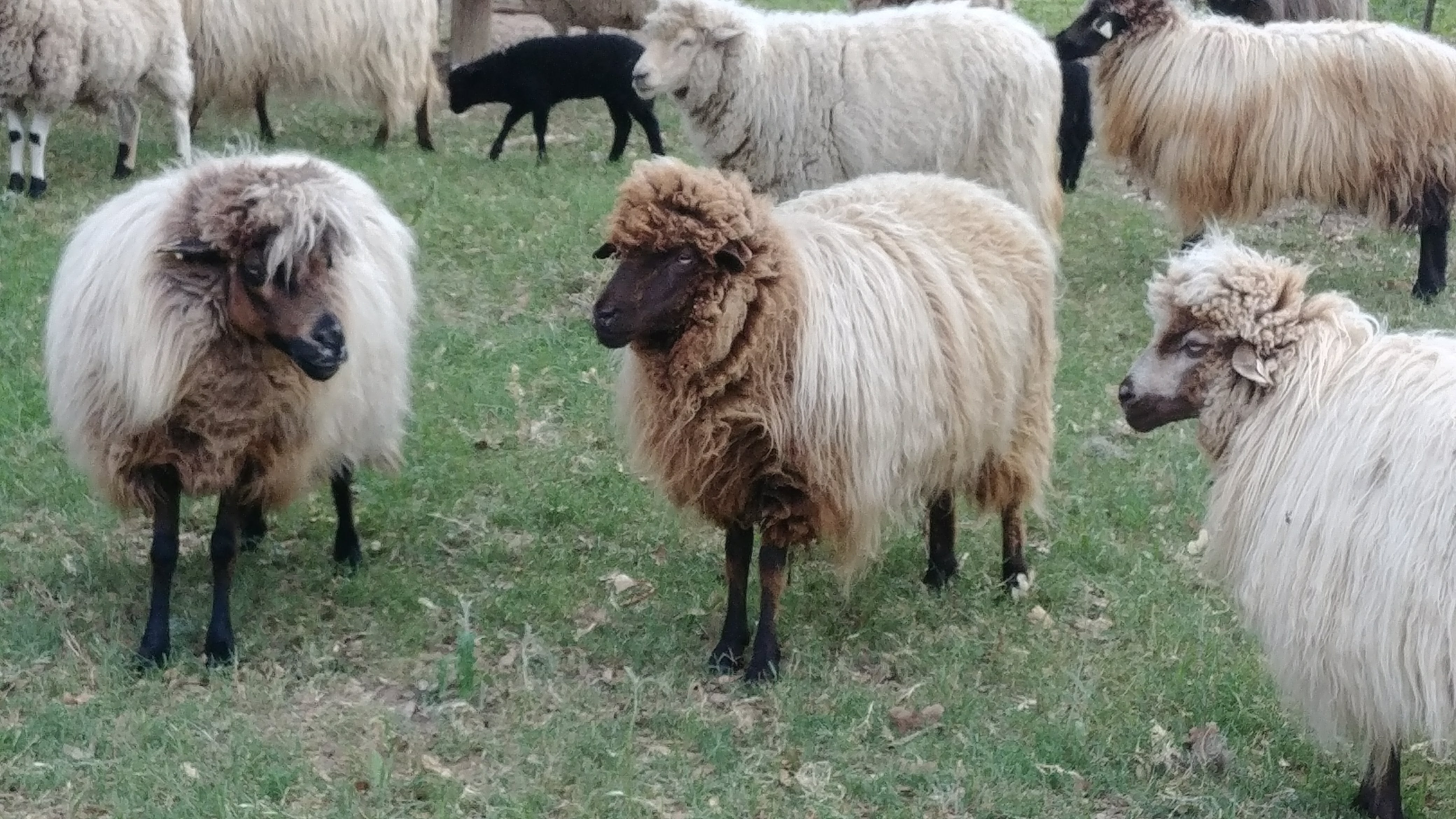 Meet the Maker: Monica of GothFarm Yarn!
