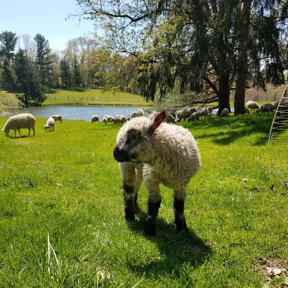 Feederbrook Farm - String Theory Yarn Co