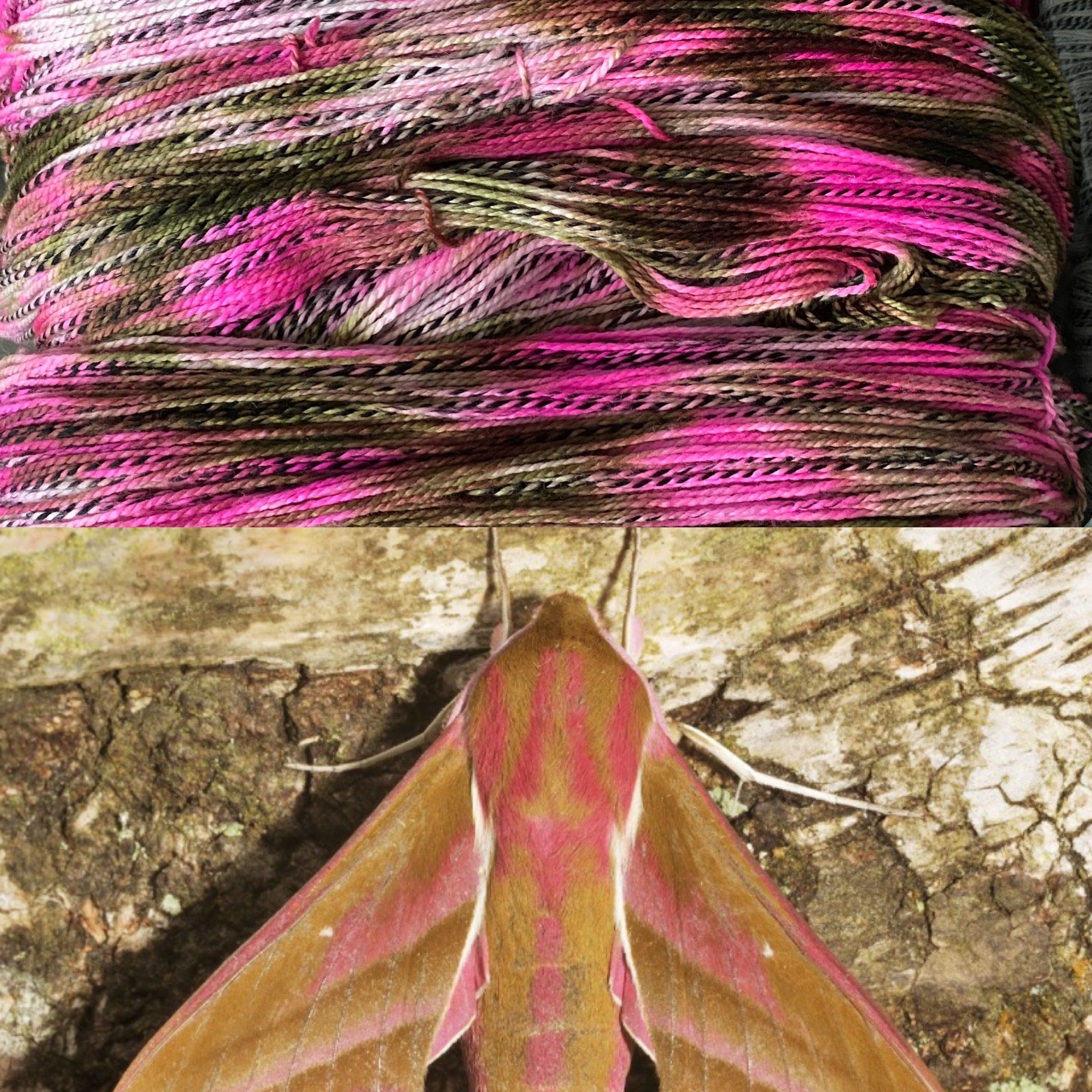Sister Ananse Pollinator Collection: DK
