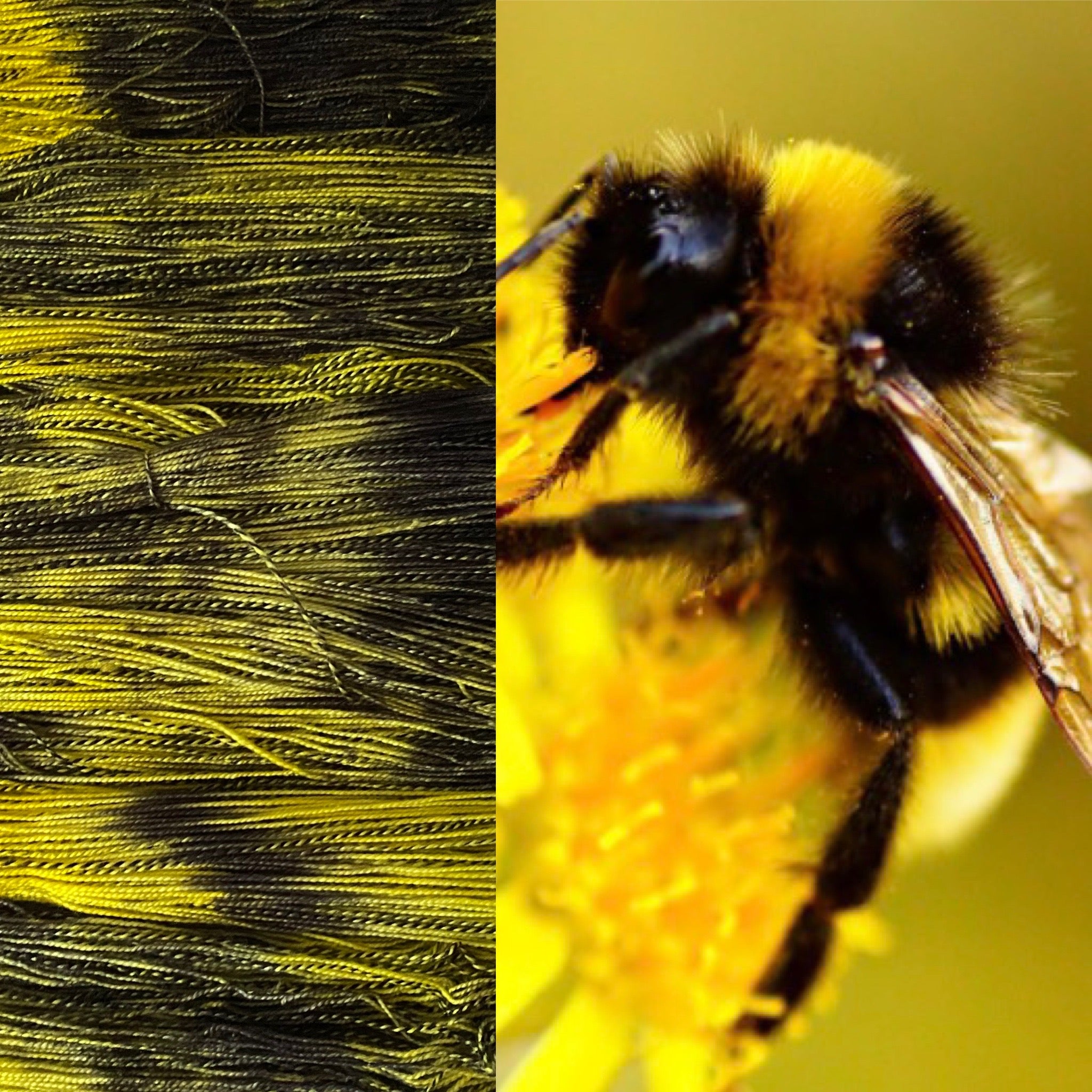 Sister Ananse Pollinator Collection: DK
