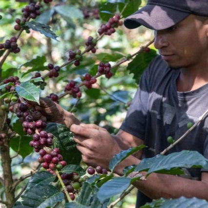 Janet's Colombian 'Good Coffee' PREORDER